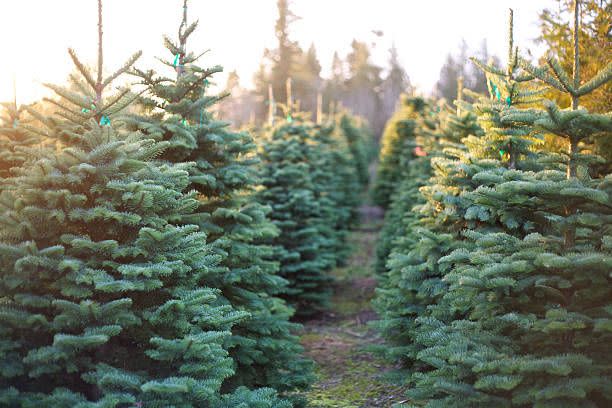 Iowa: The Christmas Tree Farm, Maxwell