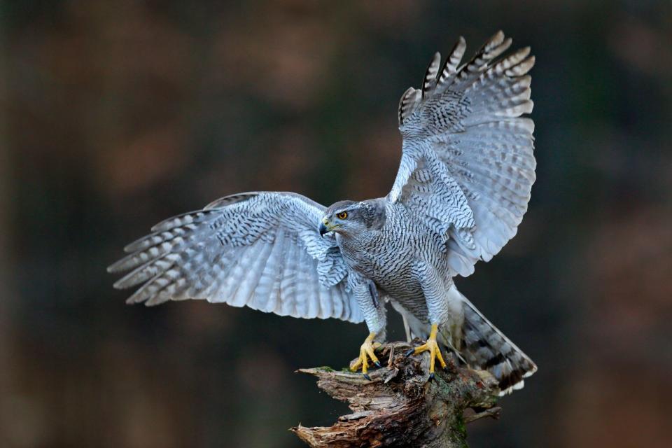 Die Bezeichnung "Raubvogel" hat als Ordnungsname für Habicht, Bussard, Adler, Weihe, Geier und Milan ausgedient. Sie werden unter dem Begriff "Greifvögel" zusammengefasst. Denn als Raubvogel könnten streng genommen noch zahlreiche weitere Vogelarten gelten. (Bild: iStock/Ondrej Prosicky)