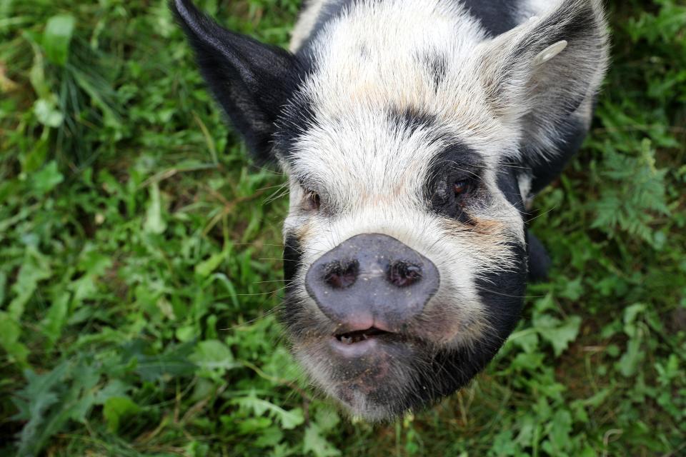 A Kunekune pig is right at home feeding on variety of nutritious vegetation in the solar fields.