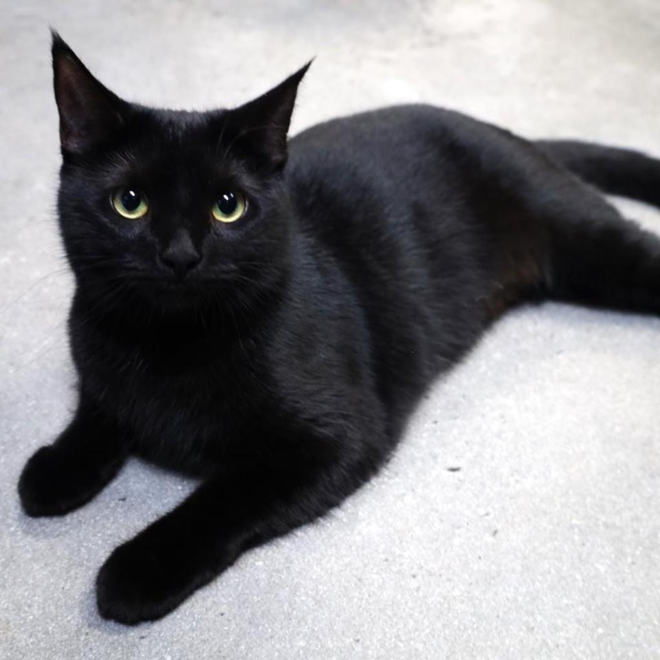 Maisey is a tiny thing that came into the SPCA Florida with a fractured femoral condyle of the right pelvic limb. But it’s all better now. Other than that, she's a great cat, loves other cats, loves to play and hang around.