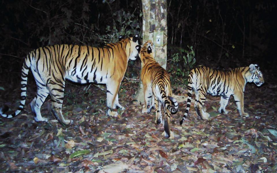 Three Indochinese tigers roam the forest in Eastern Thailand - Credit: AFP