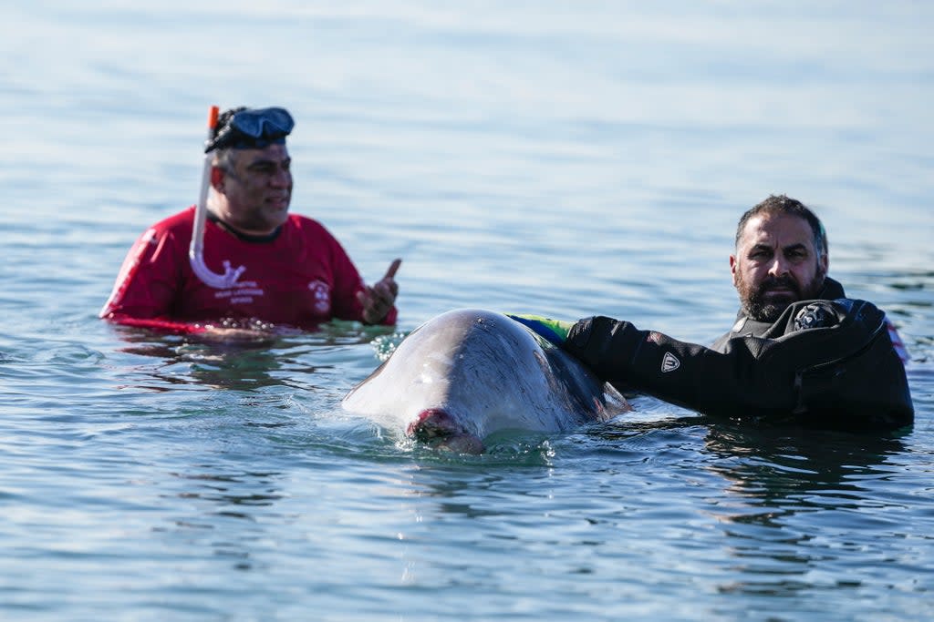 Greece Whale (Copyright 20212 The Associated Press. All rights reserved)