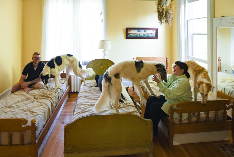 "It really is 'their' house," Claire Breen says Tuesday, May 10, 2023, as she and husband Trevor give a tour of their historic Hicks Mansion on State Street in St. Johns. They have six dogs: three borzois (pictured), a greyhound, pomchi, and corgi. The dogs have their own bedroom and beds.