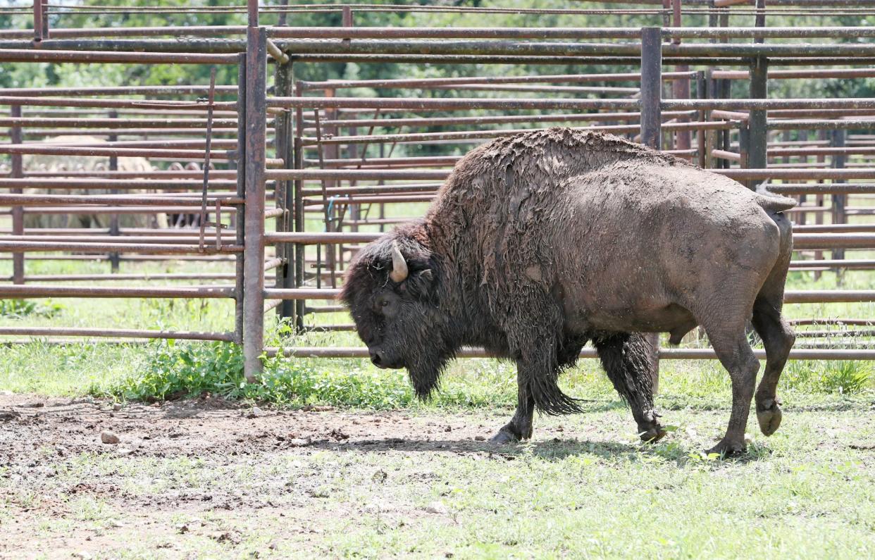A bull bison heads to a field at Red Run Bison Farm on July 21 in Marshallville.