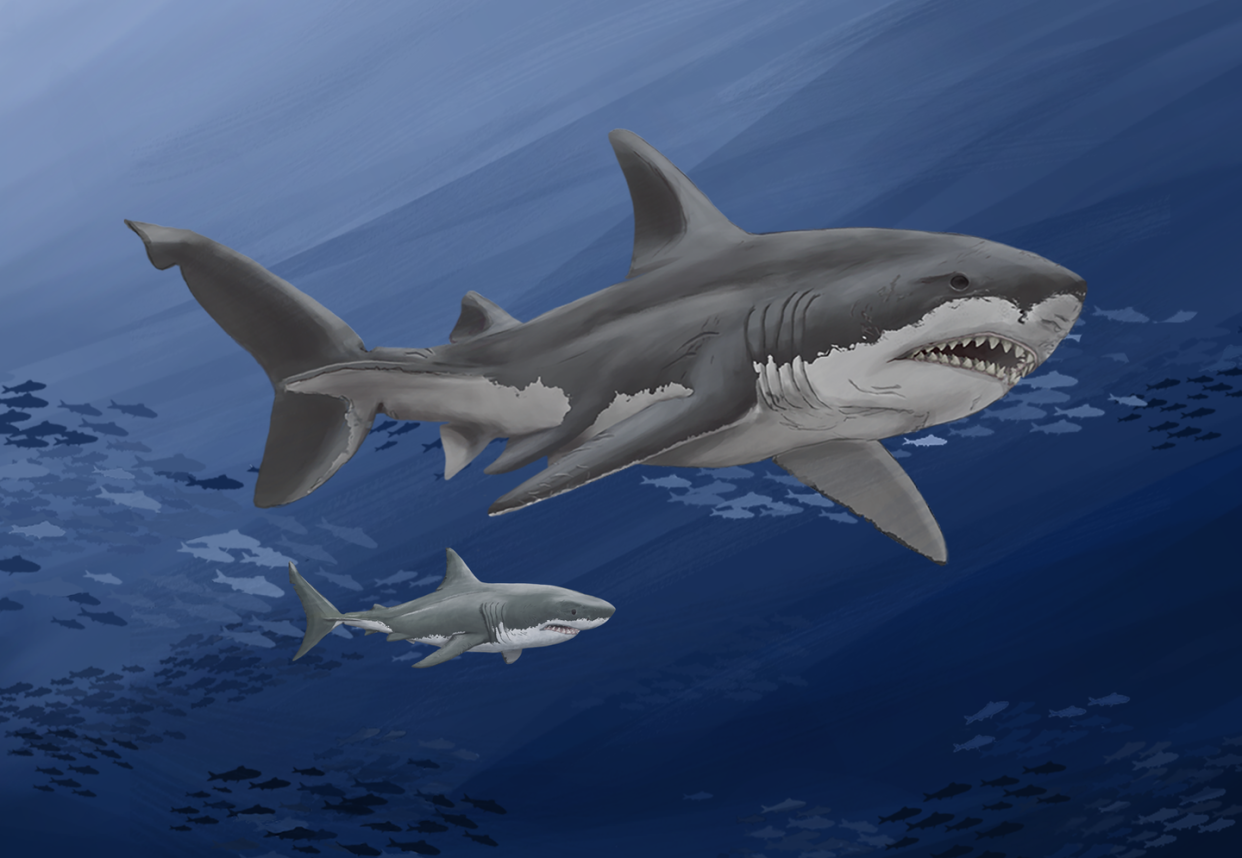 Megalodon would have dwarfed today's great white sharks. Christina Spence Morgan
