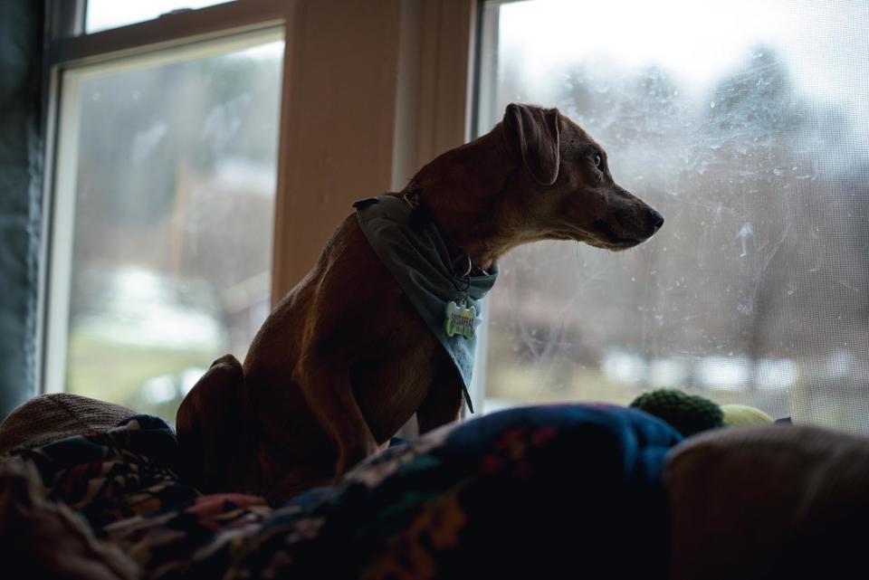 Sassy was covered in mange when she was rescued from a trailer with dozens of dogs. After BRC rehab, she was adopted by Shanna Phillips and forged a lasting bond. - Credit: Jesse Barber for Rolling Stone