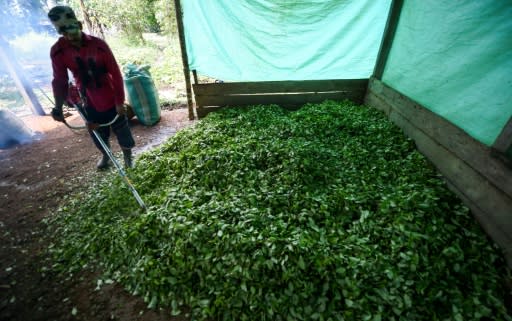 Farmer Miguel Mangos processes coca leaves to make cocaine base paste in a clandestine farm in Guaviare department, Colombia on September 25, 2017