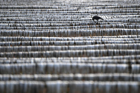 A bird pecks at dried fish at Nazirartek fish drying yard in Cox's Bazaar, Bangladesh, March 23, 2018. REUTERS/Clodagh Kilcoyne