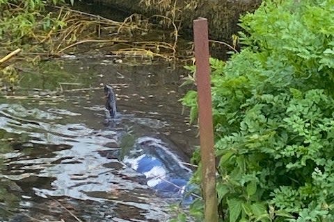 The whale was spotted next to the Teddington lock footbridgeStuart Higgins