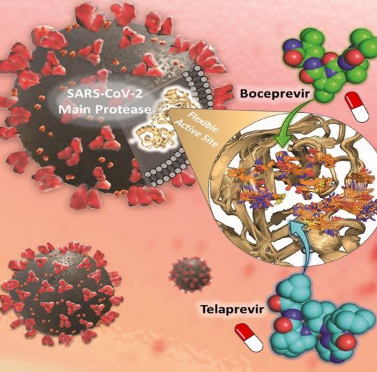 抗新冠病毒（SARS-CoV-2）藥物Boceprevir和Telaprevir靶向抑制主要蛋白酶活性位點，發表於《ACS Nano》。（陽明交大提供）