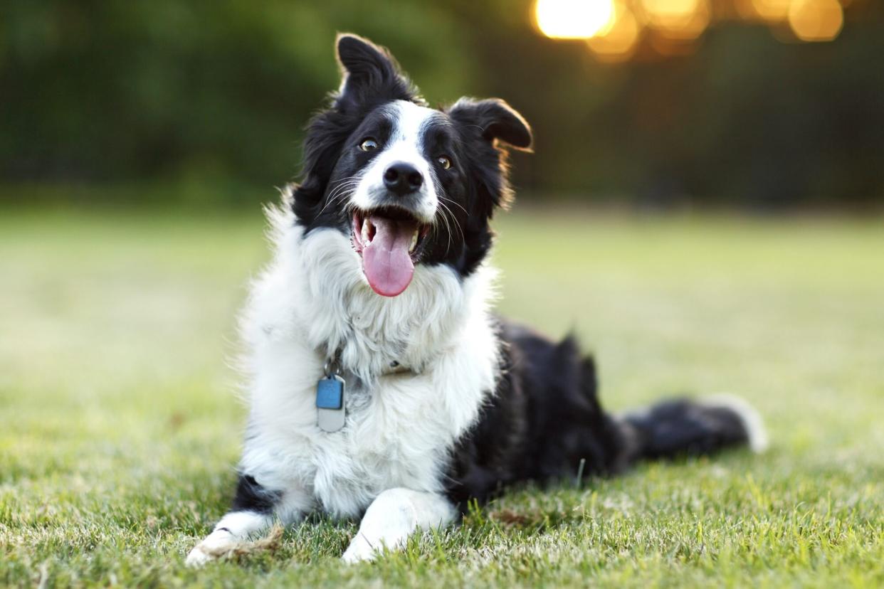 Black and white Border Collie lying in grass with tongue out