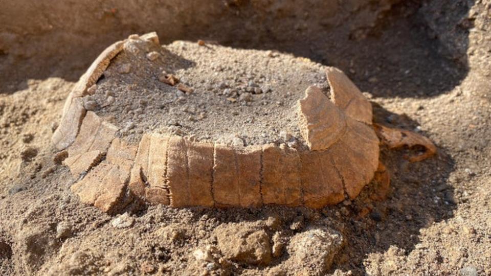 El caparazón de la tortuga hallada en Pompeya.