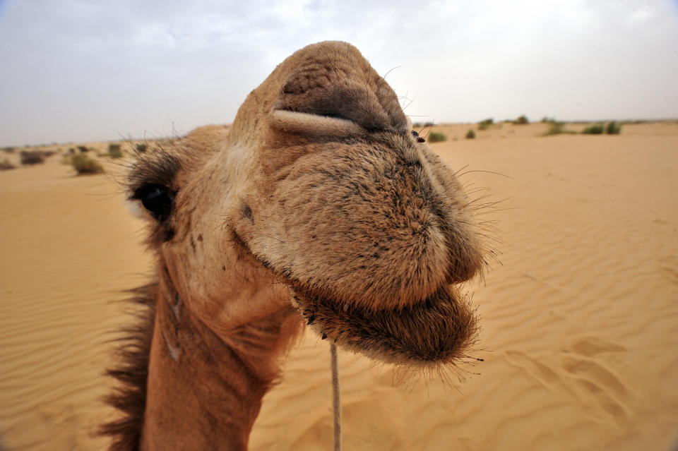 Closeup of a camel