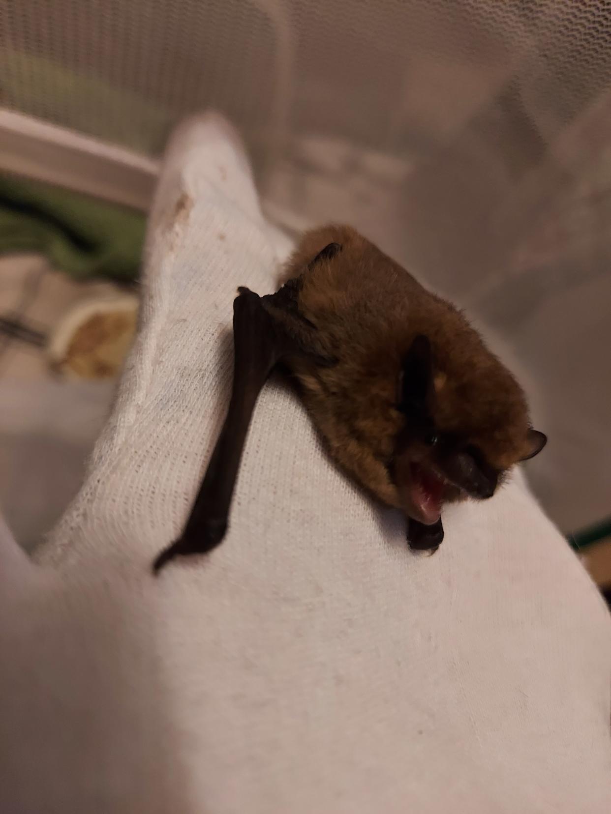 RSPCA bat