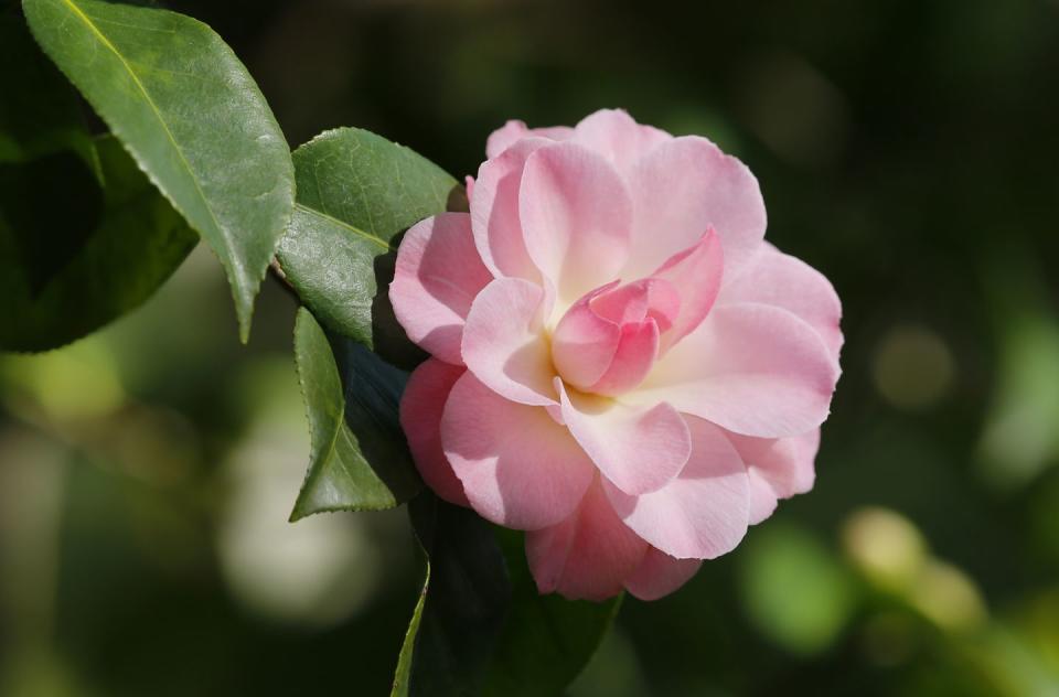 <p><a href="https://statesymbolsusa.org/symbol/alabama/state-flower/camellia" rel="nofollow noopener" target="_blank" data-ylk="slk:Alabama;elm:context_link;itc:0;sec:content-canvas" class="link ">Alabama</a> dumped the goldenrod for the breathtaking camellia in 1959 and hasn't looked back since.</p>