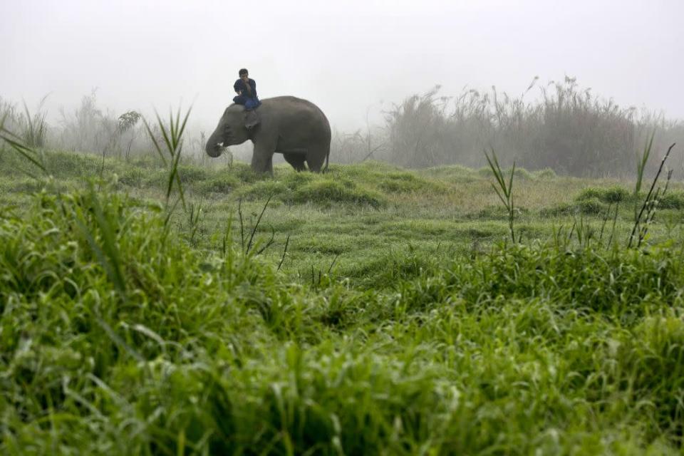 A Thai mahout rides his elephant in the early morning fog at an elephant camp at the Anantara Golden Triangle resort in Golden Triangle, northern Thailand.