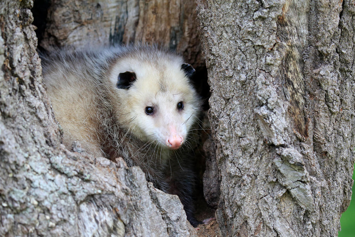 Virginia Opossum Getty Images/Jurgen & Christine Sohns