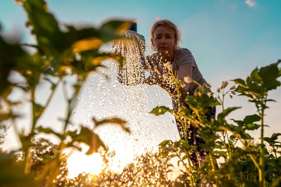 A woman gardening in the sunlight