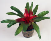 <p> Recent research puts bromeliads at the top of the list of plants that help to remove VOCs from the air, so while one or two specimens may not do the same job as an air purifier, these little beauties are certainly worth a space in your home. The blushing bromeliad is one of the easiest bromeliads to grow, and sports glossy green or variegated leaves that are red in the center, and violet flowers surrounded by red bracts in summer.&#xA0; </p> <p> Like the prayer plant, it&apos;s ideal for a bathroom or kitchen as bromeliads prefer high humidity levels. Water with tepid distilled or rainwater, allowing the compost to dry out between waterings, and also fill the well created by the leaves in the centre of the plant, replenishing the water here every 4&#x2013;6 weeks.&#xA0; </p> <p> Mist the leaves with a half-strength liquid fertilizer once a month. When the flowers die, the whole plant will wither too, but it should form baby &#x2018;pup&#x2019; plants around the edge to replace the parent. </p>