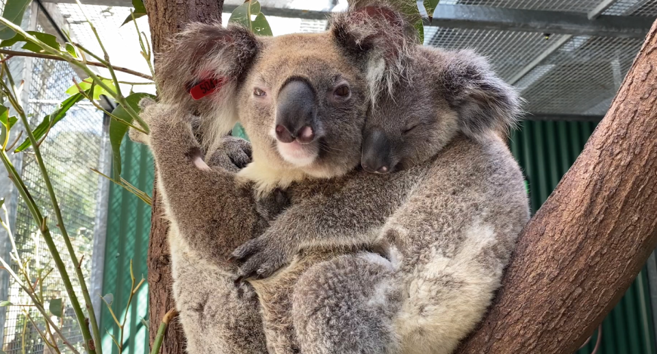 A koala with chlamydia in a tree with her baby.