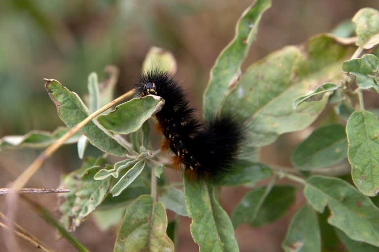 This caterpillar will eventually morph into a butterfly at the center