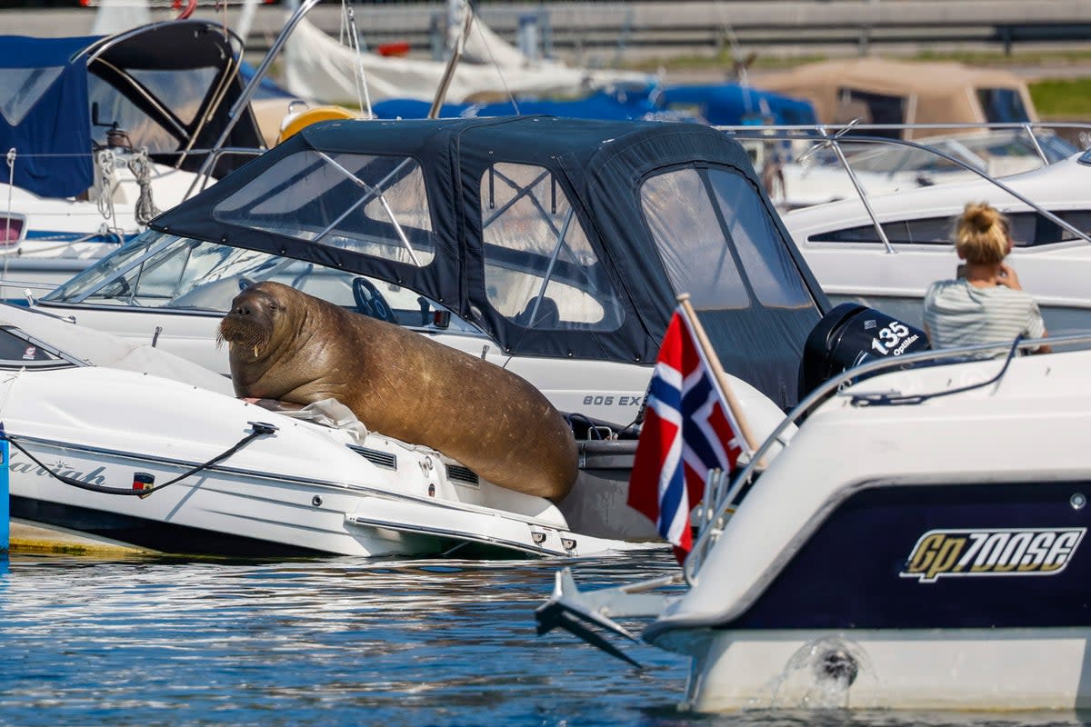 Freya the walrus, who was euthanised by Oslo authorities  (Tor Erik Schrøder / NTB)