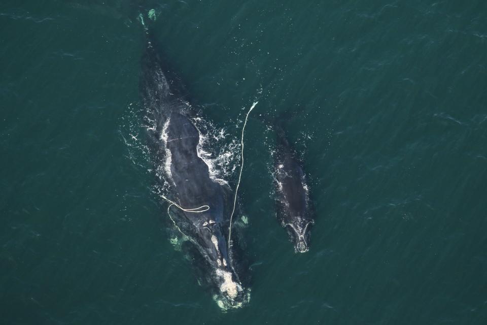 Snow Cone, a critically endangered right whale, delivered a calf last winter while entangled in fishing rope. Seen with her calf on Dec. 6, 2021, off Amelia island.