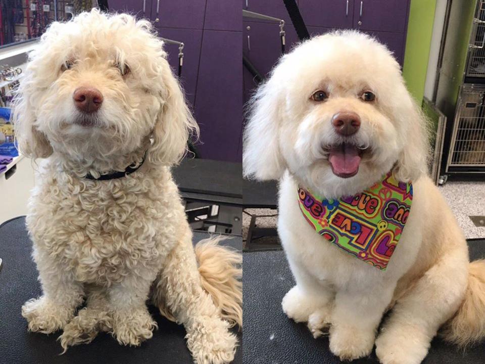 Best dog grooming supplies, according to professional groomers