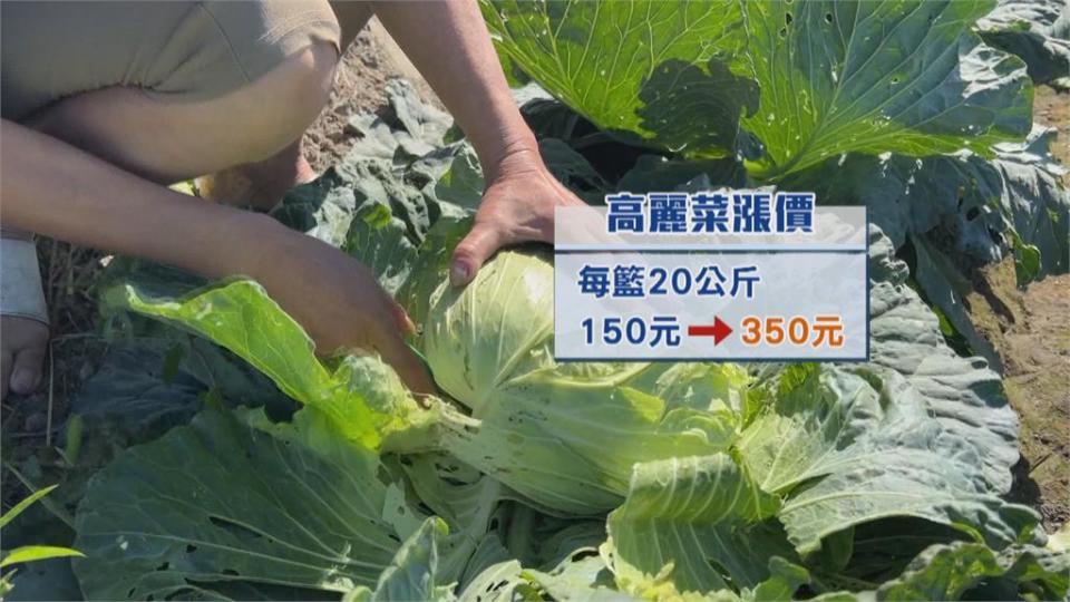 高麗菜每顆15元「4顆只賣50元」　雲林菜田開放自採拚雙贏！