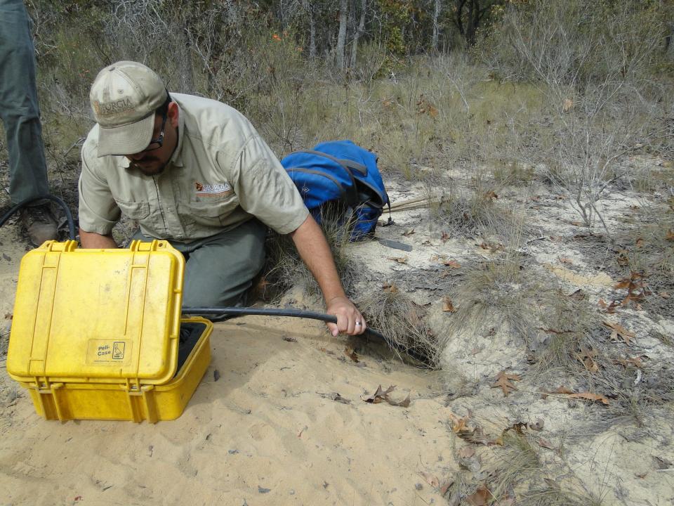 DNR staff use a camera on a cable to "scope" — or spot any tortoises — a tortoise burrow on Alligator Creek WMA. The work is part of gopher tortoise surveys the agency conducts.