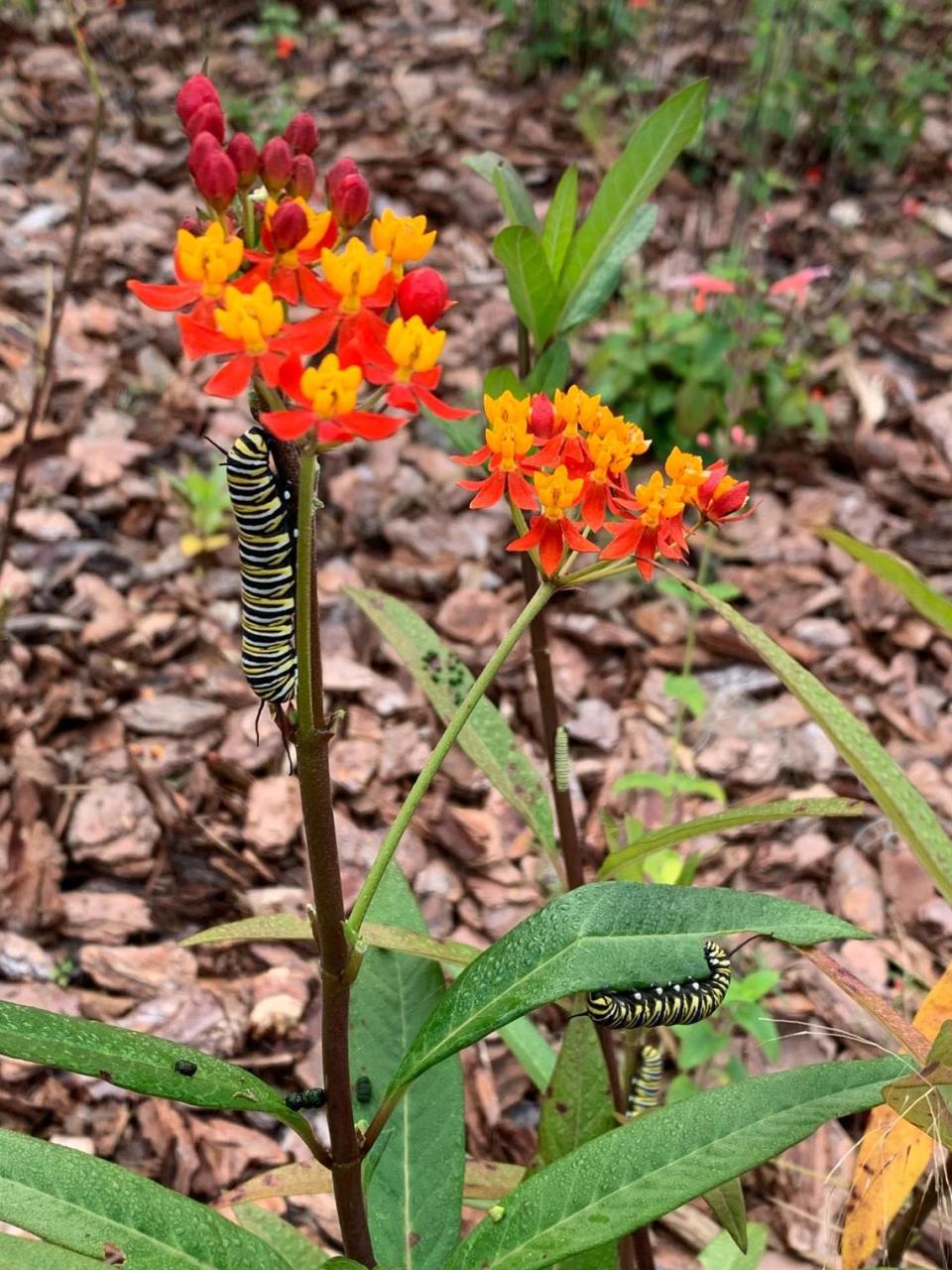 A monarch butterfly caterpillar in Florida munches on tropical milkweed, a commonly planted butterfly garden plant that many scientists believe may be altering migratory patterns of monarch butterflies