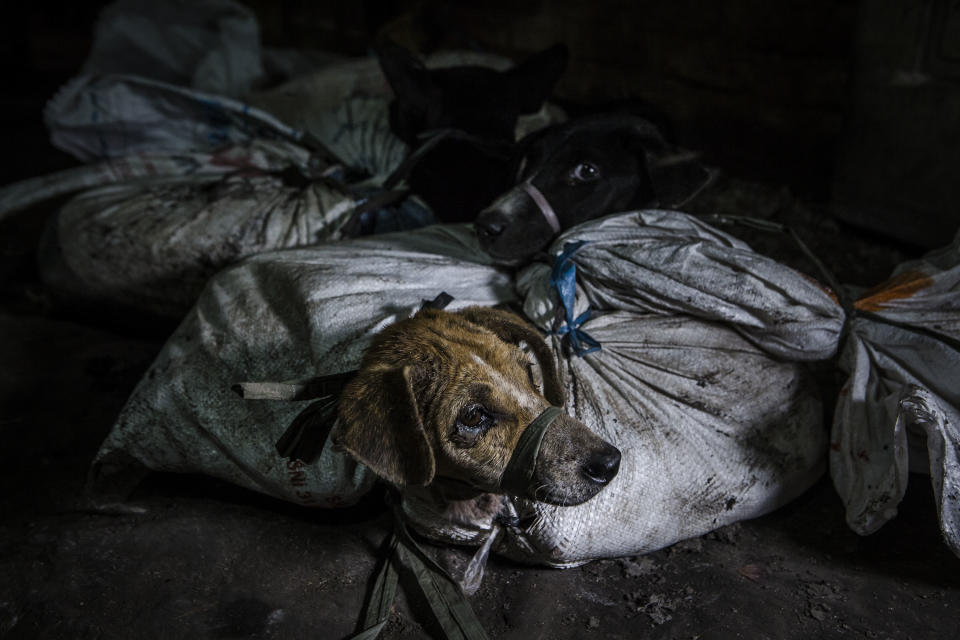 Dogs are bound in sacks before their slaughter at a dog meat butchery house in Yogyakarta, Indonesia. (Photo: Ulet Ifansasti/Getty Images)