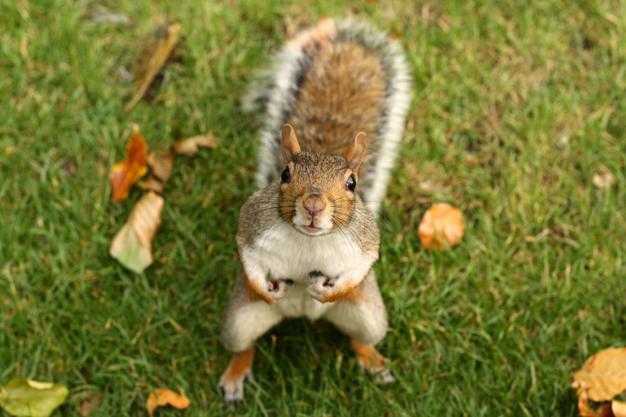 Grey squirrel in a park, looking up at the photographer