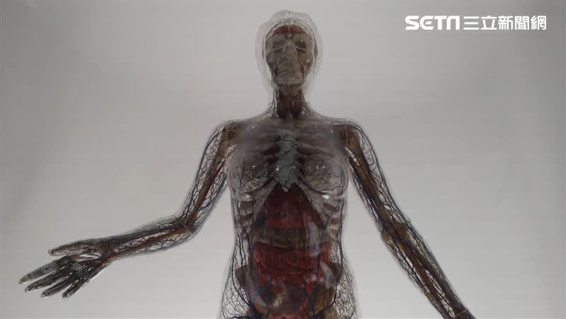 一進入展場入口，就可看到「透明人瑪莉」人體模型，呈現所有人體血管循環系統（圖／記者黃仲丘攝影）