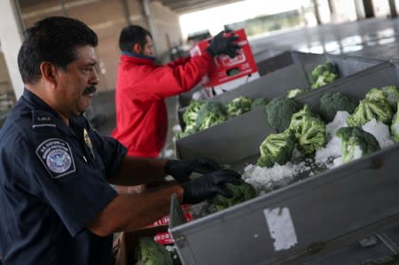 FILE PHOTO: A CBP Agriculture Specialist checks imported broccoli from Mexico at the PharrPort of Entry in Los Indios, Texas