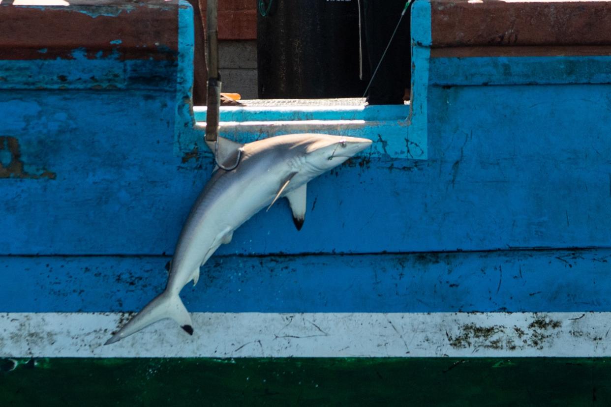 <p>A fishing boat hauls in a silky shark in the Indian Ocean on 11 April</p> (Laurel Chor / Greenpeace)