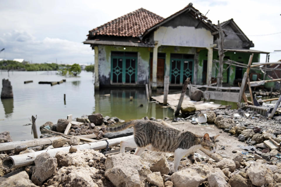 A cat walks past an abandoned house surrounded by water due to rising sea levels and land subsidence in the Sidogemah village, Central Java, Indonesia, Monday, Nov. 8, 2021. World leaders are gathered in Scotland at a United Nations climate summit, known as COP26, to push nations to ratchet up their efforts to curb climate change. Experts say the amount of energy unleashed by planetary warming would melt much of the planet's ice, raise global sea levels and greatly increase the likelihood and extreme weather events. (AP Photo/Dita Alangkara)