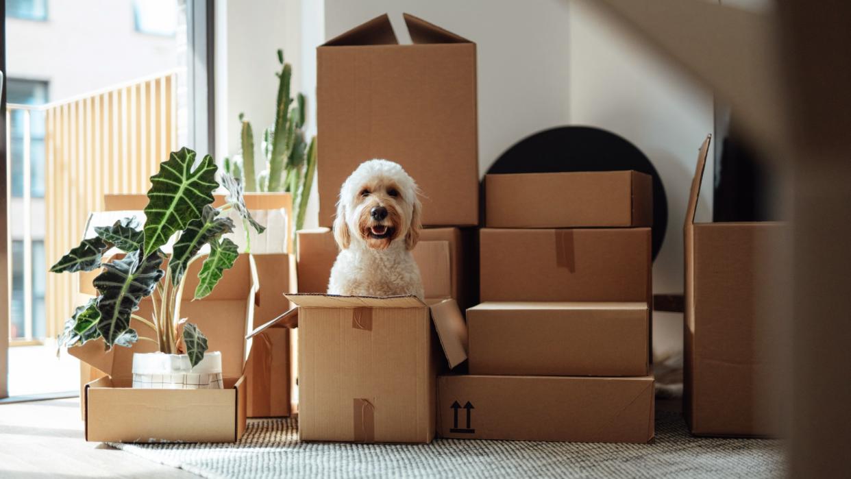  A cute goldendoodle dog sitting inside a delivery box against stacked cardboard boxes in the living room. 