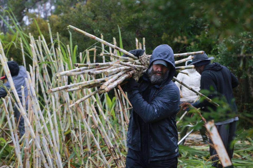 A volunteer helps carry sugar cane as Maurice Bailey leads a harvest in the cold and rain on Sapelo Island.