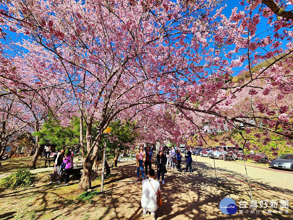 桃園春節好去處    春光明媚 新春賞花祈福好運來（恩愛農場）