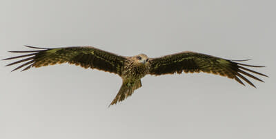 A Black Kite in Taipei