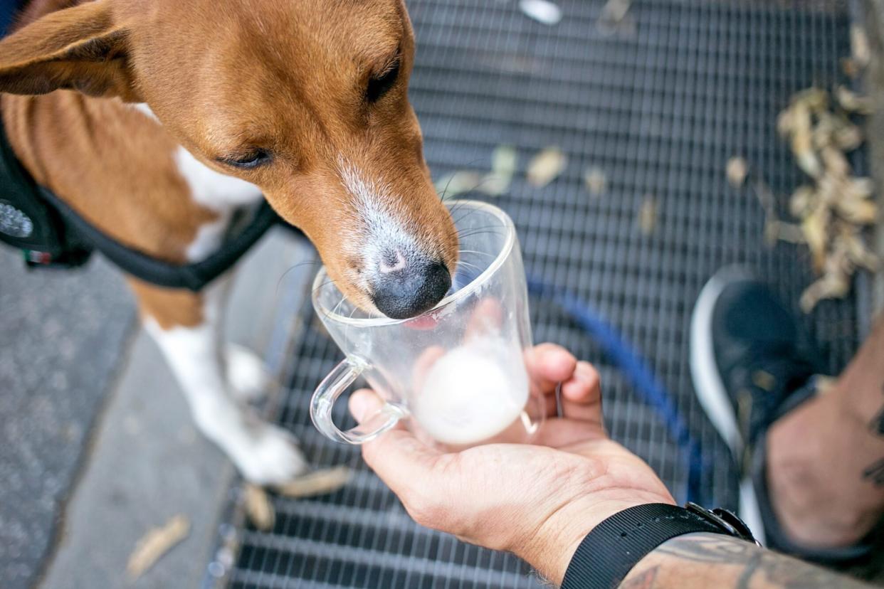 dog drinking milk out of man's cup