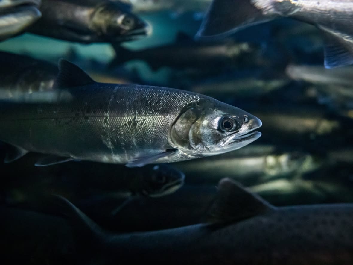 Coho salmon swim at the DFO Capilano River Hatchery in North Vancouver, B.C.  (The Canadian Press - image credit)