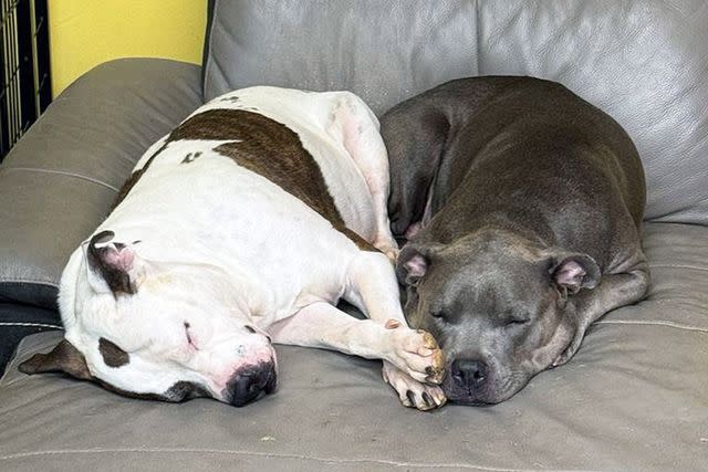 <p>Courtesy of Twenty Paws Rescue</p> Diamond (left) and Erica (right), dog sisters taking a nap side by side