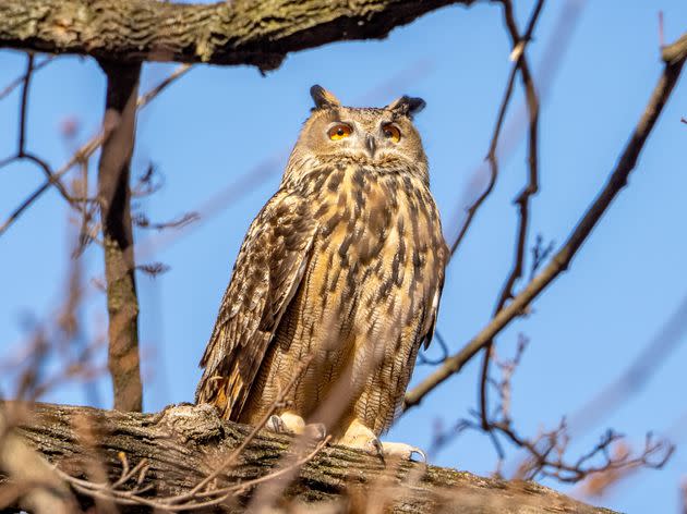 An undated image shows Flaco the owl surveying New York City.