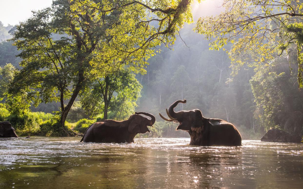 Thailand's elephants are struggling without tourists - getty