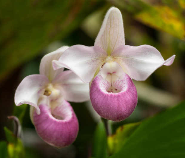 Showy lady's slipper, the Minnesota state flower<p>iStock</p>