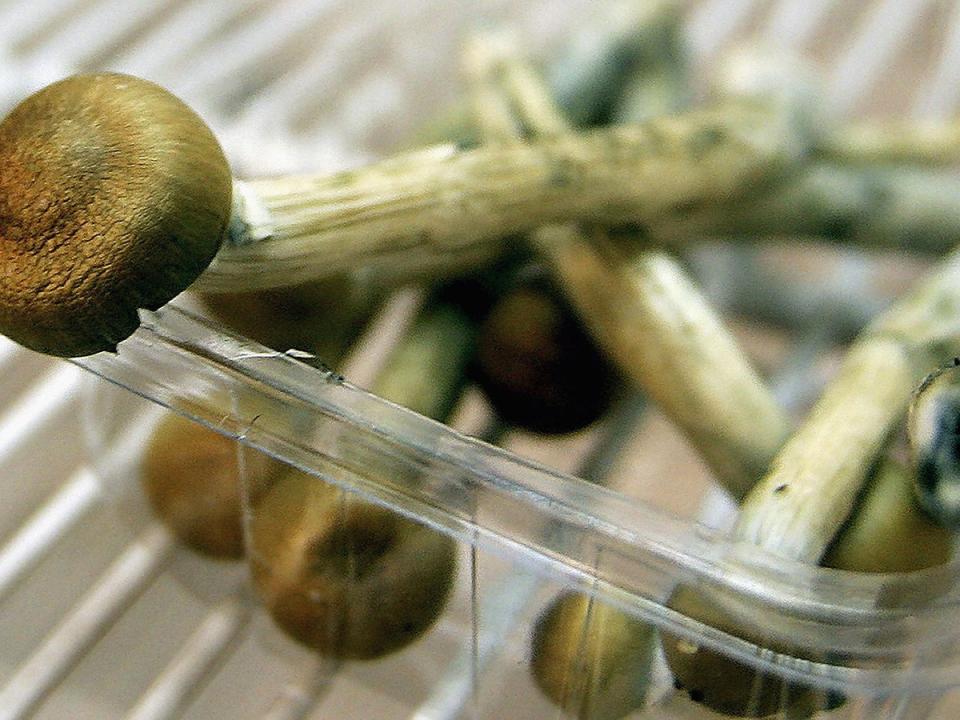 Other clinical trials into psychadelic substances include LSD and psilocybin, found in more than 200 species of fungi (Getty)