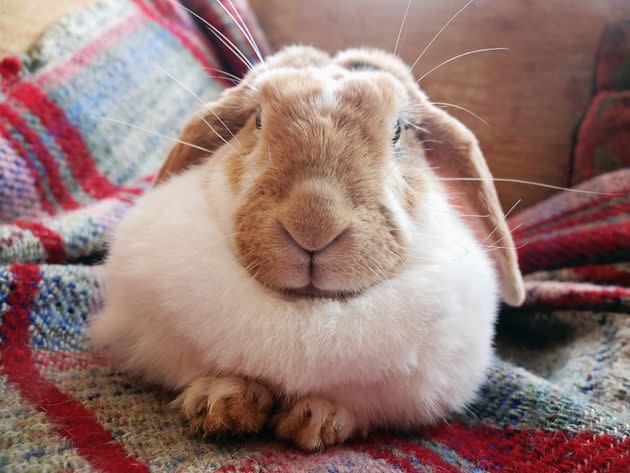 Rabbits can be great house pets, but people often don't realize how much space, time and effort they need to thrive. (Photo: Simon Potter via Getty Images)