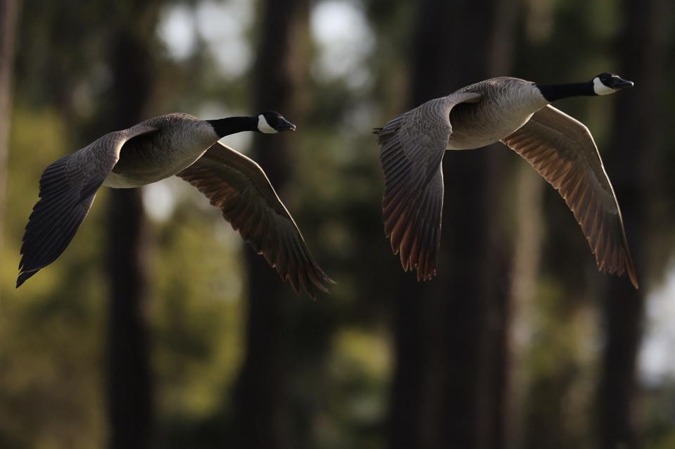 Canadian geese fly down the fairway of the 15th hole during the first round of The Players Championship PGA golf tournament on Thursday, March 14, 2024 at TPC Sawgrass in Ponte Vedra Beach, Fla.